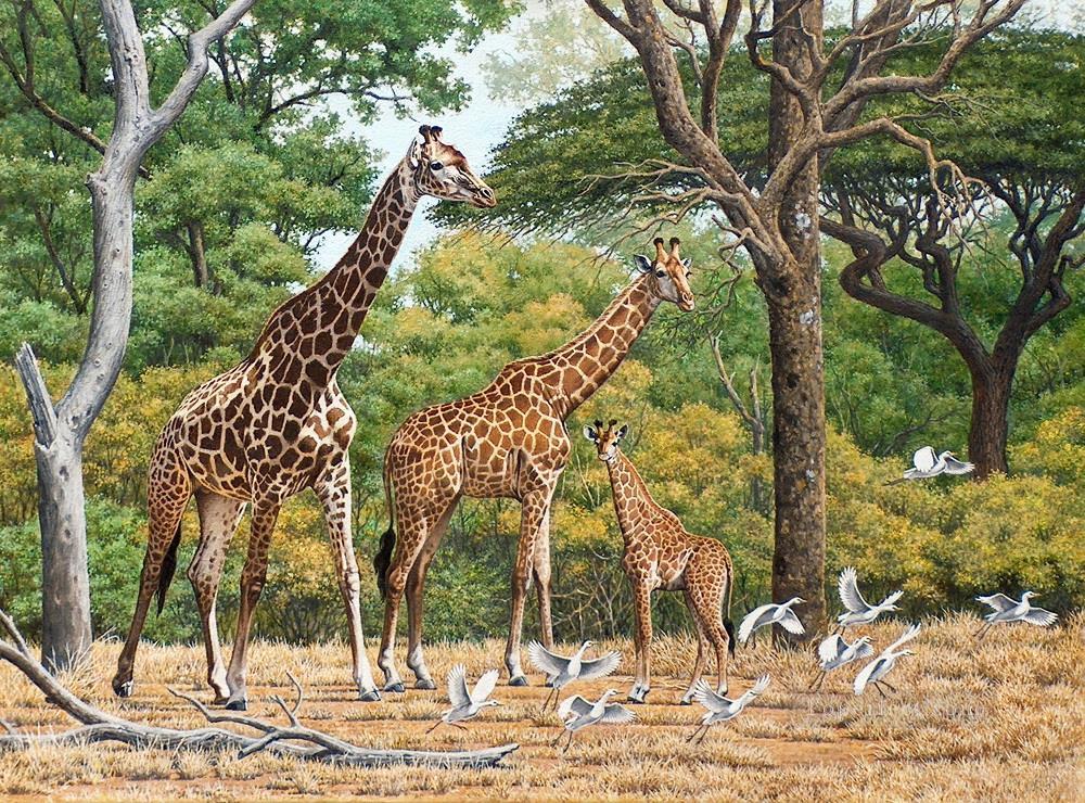 troupeau de girafe et les oiseaux Peintures à l'huile